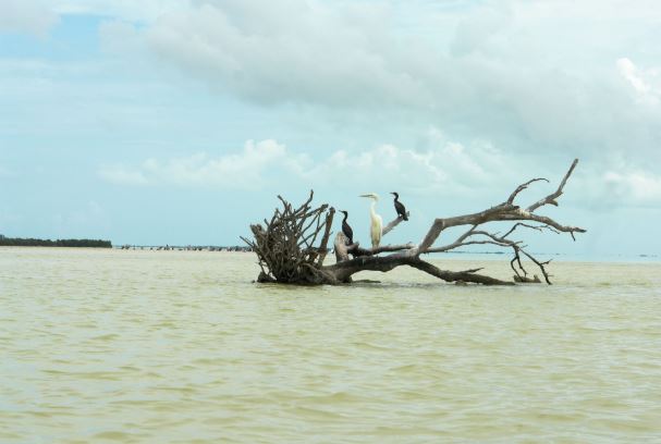 tour des 3 iles holbox